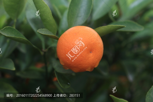 桔子成熟了