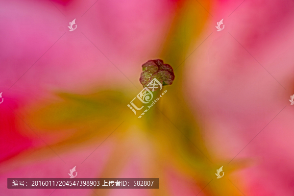 花蕊