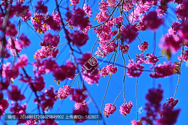 櫻花