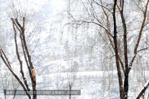 冬日樹(shù)梢雪景