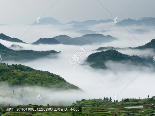 茗岙云海