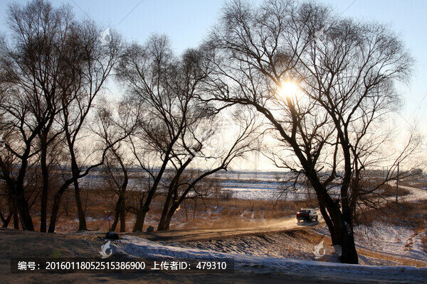 冬天,樹枝,樹木,枝杈,樹,枝