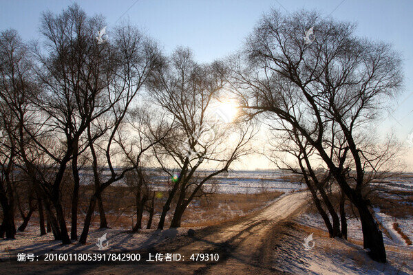 冬天,樹枝,樹木,枝杈,樹,枝