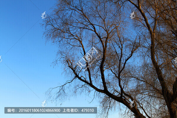 冬天,樹枝,樹木,枝杈,樹,枝