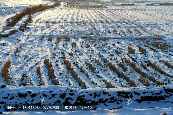 冬天,雪,原野,田野,冷色,冰