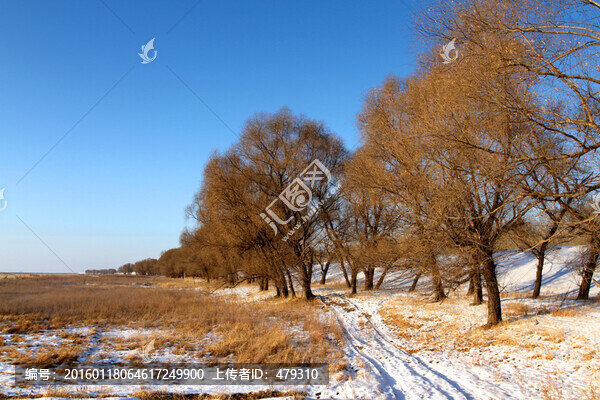 冬天,樹枝,樹木,枝杈,樹,枝