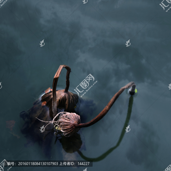殘荷,荷韻