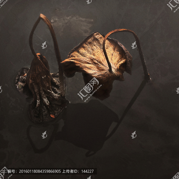 枯梗,敗葉,枯枝