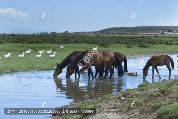 草原牧馬圖