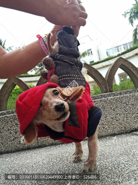 寵物狗練倒立