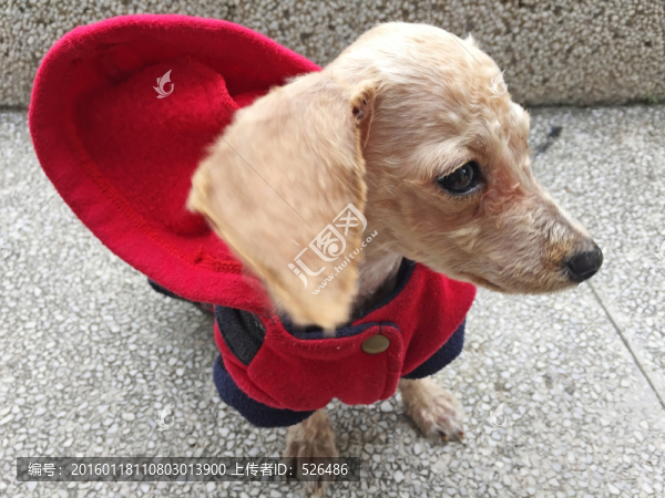 狗寵物服飾