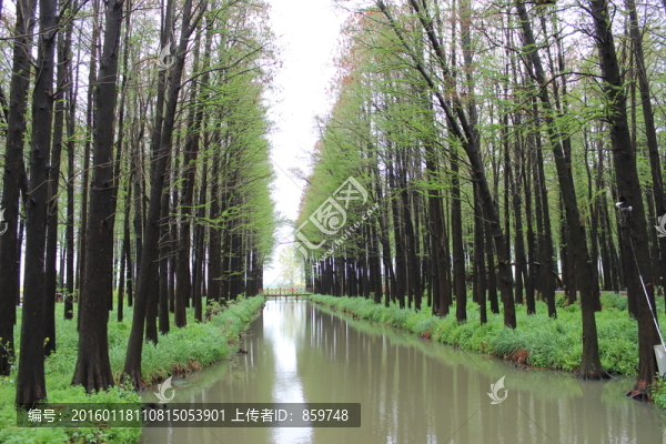 興化李中水上森林公園