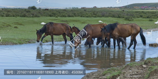 草原牧馬圖