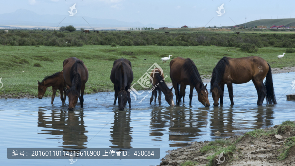 草原牧馬圖