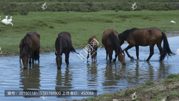 草原牧馬圖
