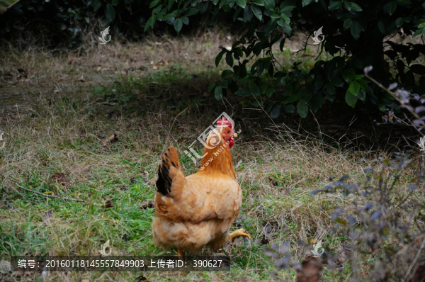 散養(yǎng)土雞