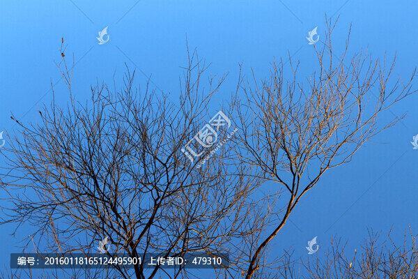 冬天,樹枝,樹木,枝杈,樹,枝