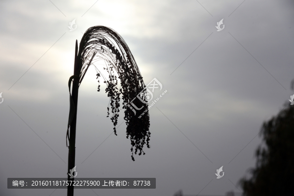 高粱
