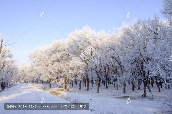 雪林