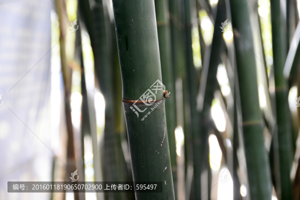 竹節(jié)