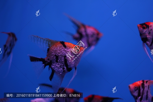 燕尾魚