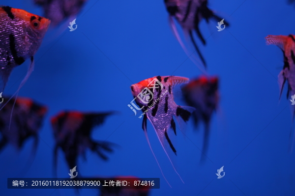 燕尾魚(yú)