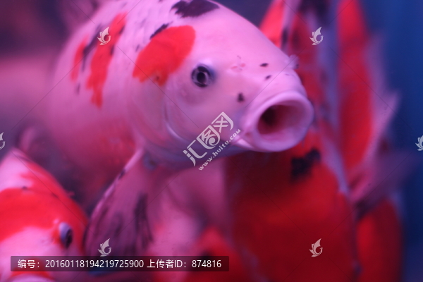 錦鯉