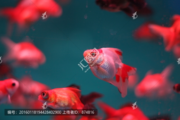 小金魚