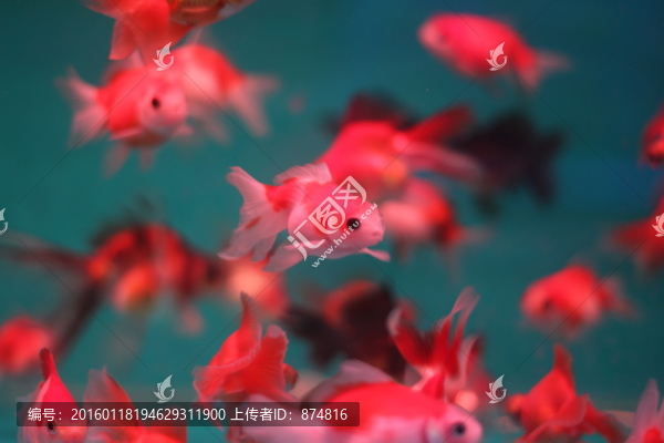小金魚