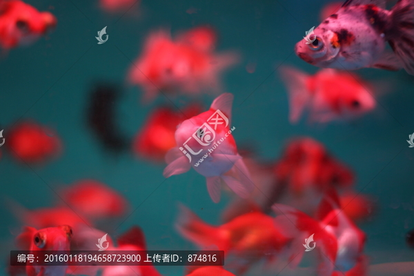小金魚