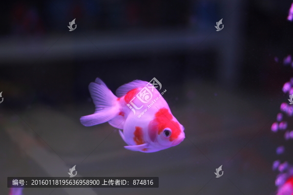 金魚(yú)