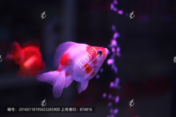 金魚(yú)
