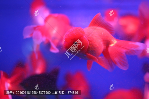 金魚