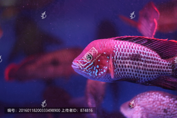 熱帶魚
