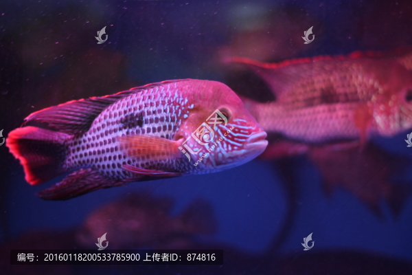 熱帶魚