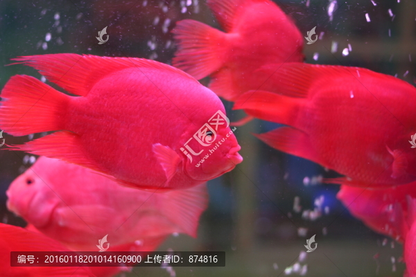 熱帶魚