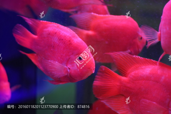 熱帶魚