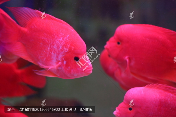 熱帶魚