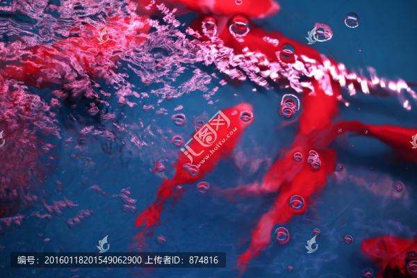 金魚