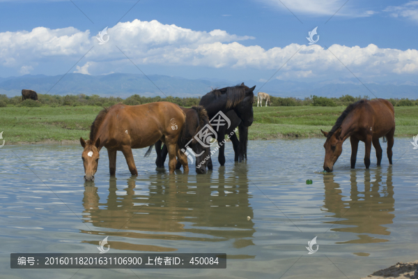 駿馬