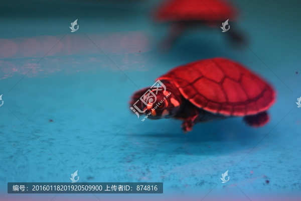 小龜