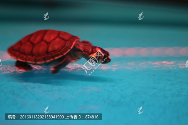 小龜