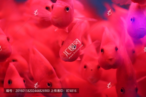 紅鸚鵡魚