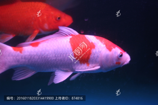 錦鯉