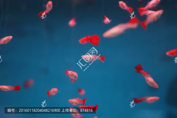 熱帶魚