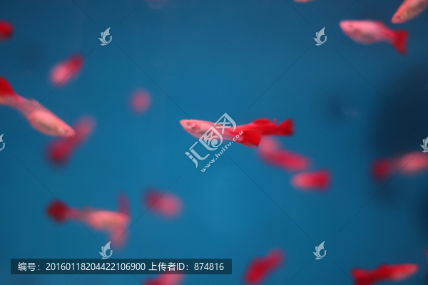 孔雀魚