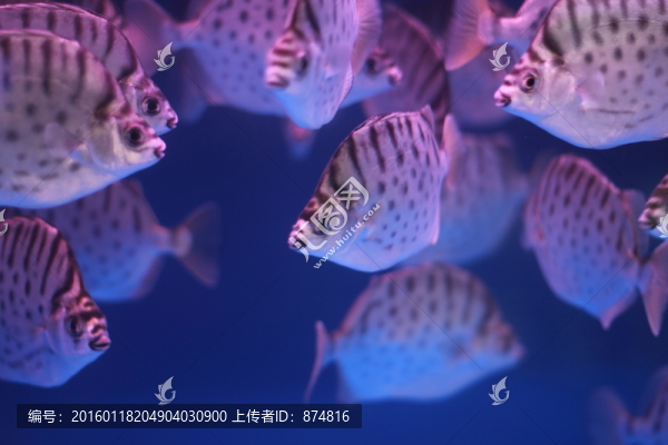 銀鼓魚