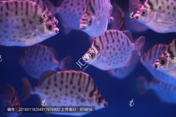 銀鼓魚