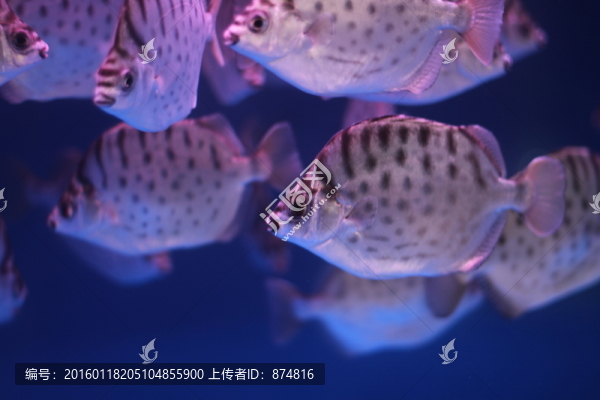 銀鼓魚