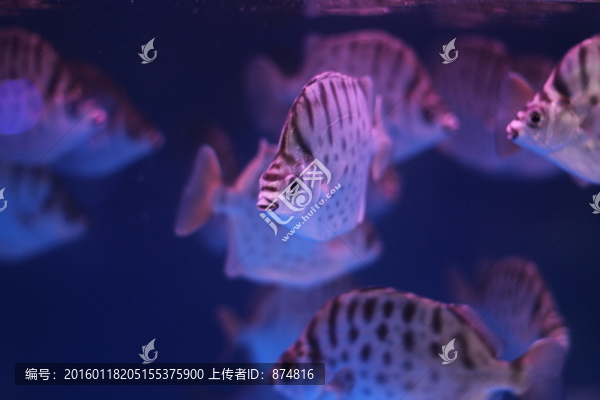 銀鼓魚